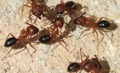 Does a home inspector check for roaches and ants?