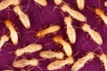 What do termites eat?