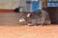Does a homebuyer’s pest inspection include rats, mice, bedbugs, roaches, and ants?