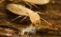 Is a ground treatment for termites required before installation of a new mobile/manufactured home?